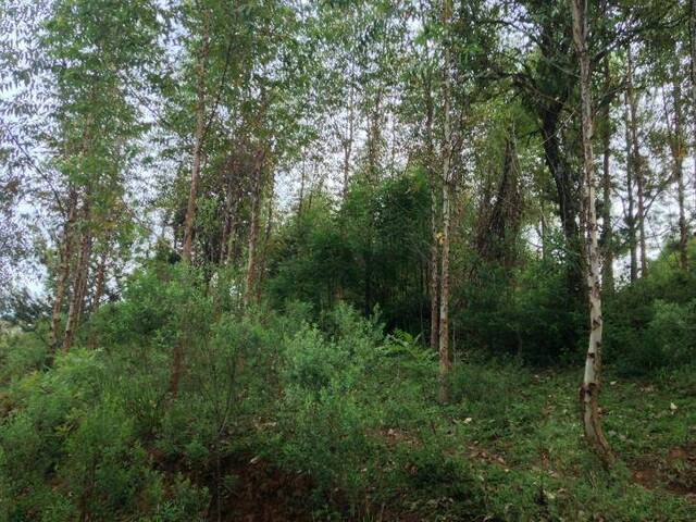 Área para Venda em Curitiba - 5
